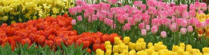 tulips.mixed.jpg